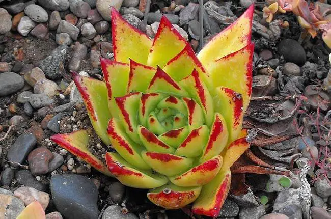 Molded Wax Agave (Echeveria agavoides) 