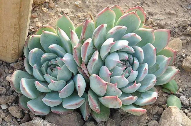 Echeveria chihuahuaensis