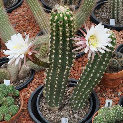 Argentine Giant Cactus (Echinopsis candicans) 