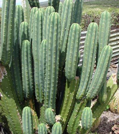 San Pedro Cactus (Echinopsis pachanoi)