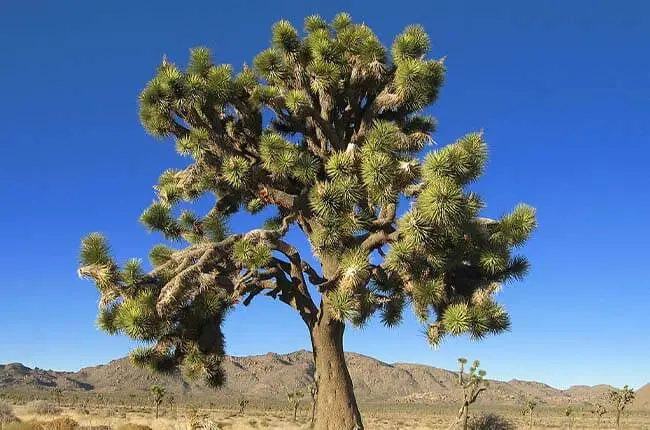 Joshua Tree (Yucca brevifolia)