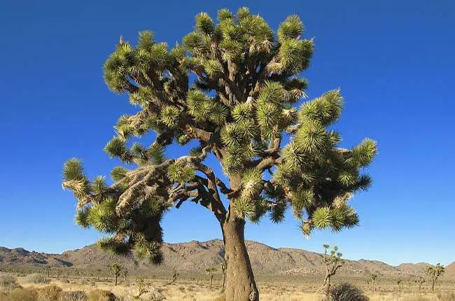 Joshua Tree