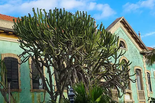 Candelabra Tree (Euphorbia ingens)