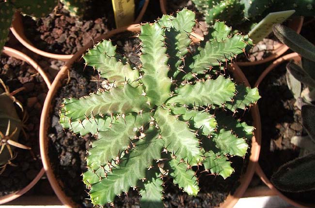 Spurge (Euphorbia Stellata)