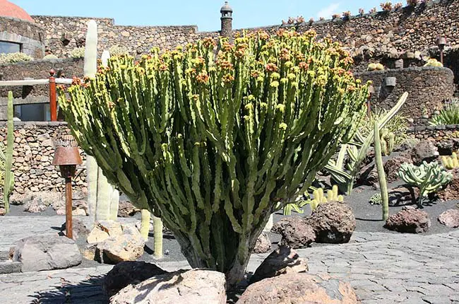 Cowboy Cactus (Euphorbia acrurensis)