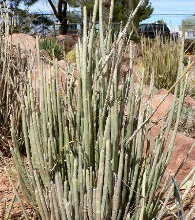 Candelilla (Euphorbia antisyphilitica)