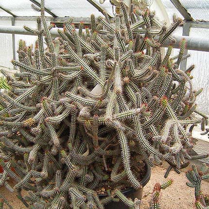 Baioensis (Euphorbia baioensis) 