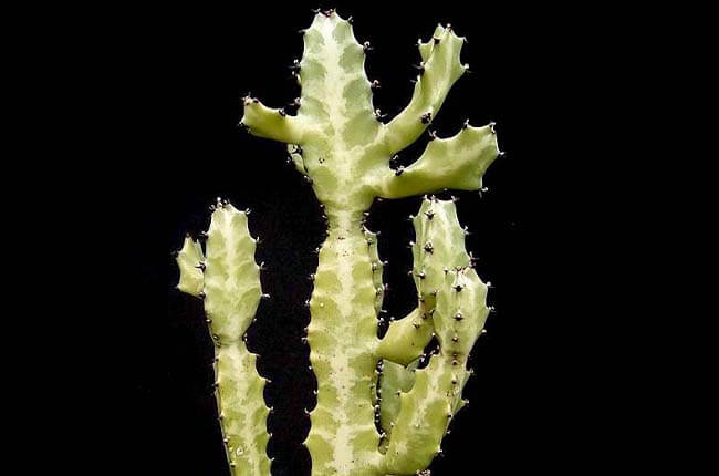 Candelabra Cactus (Euphorbia lactea)
