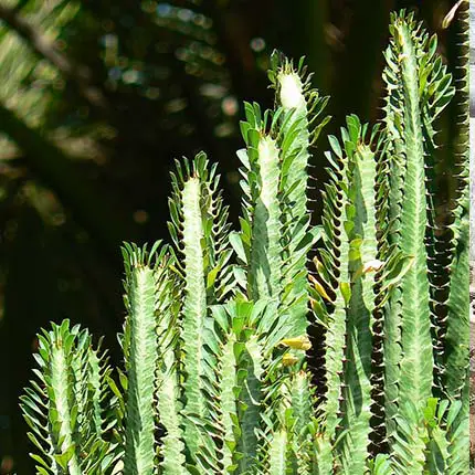 African Milk Tree (Euphorbia trigona)