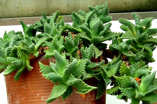 Faucaria tigrina