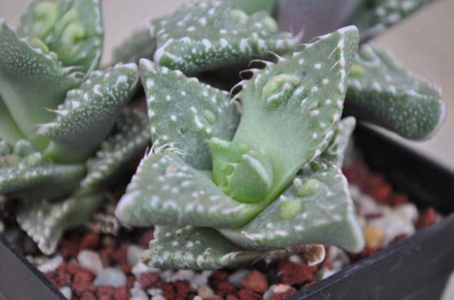 Pebbled Tiger's Jaw (Faucaria tuberculosa) 