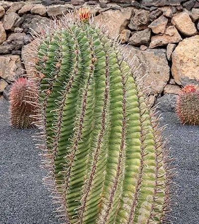 Ferocactus Herrerae