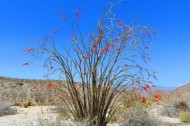 Ocotillo Cactus (Fouquieria splendens)