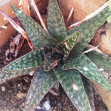 Gasteria excelsa