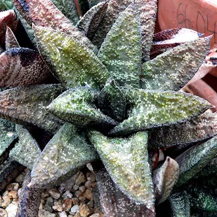 Knoppies Gasteria (Gasteria batesiana) 