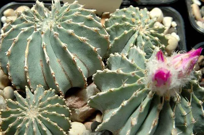 Geohintonia mexicana 