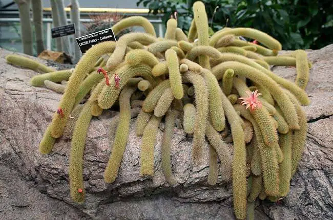 Golden Rat Tail (Cleistocactus winteri)