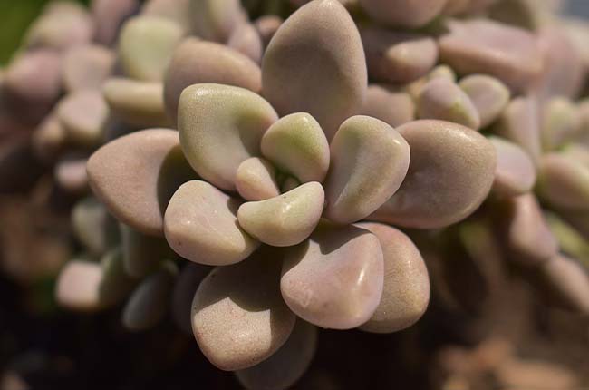 Lavender Petals (Graptopetalum amethystinum)