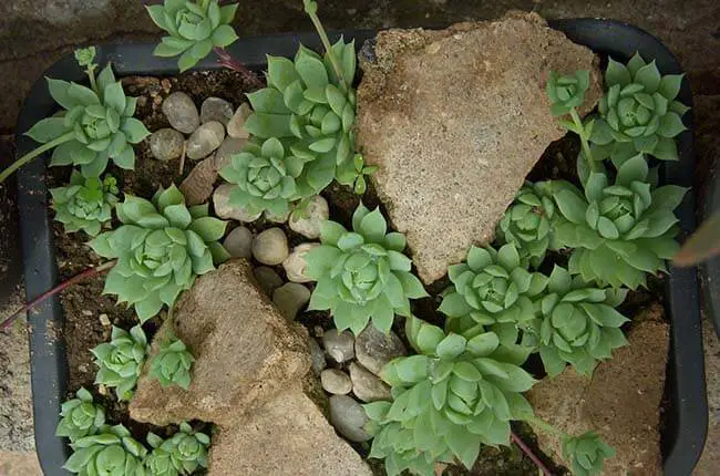 Leatherpetal (Graptopetalum macdougallii)