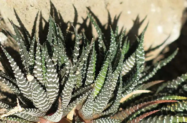 Zebra Plant (Haworthiopsis fasciata)