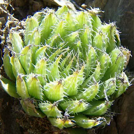 Glassrim Haworthia (Haworthia mucronata) 