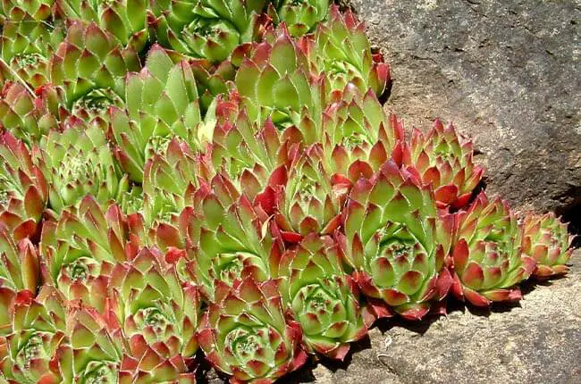 Sempervivum tectorum 