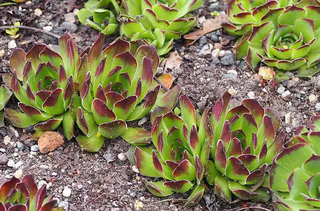 Sempervivum heuffelii