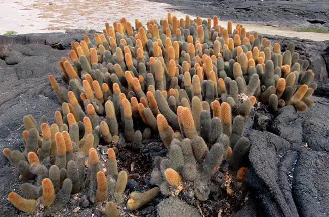 Lava Cactus (Brachycereus nesioticus)