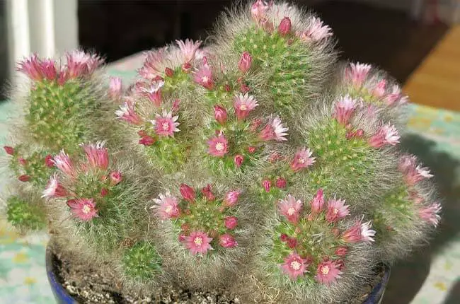 Powder Puff Cactus (Mammillaria bocasana)