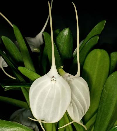 Tovar Masdevallia (Masdevallia tovarensis) 