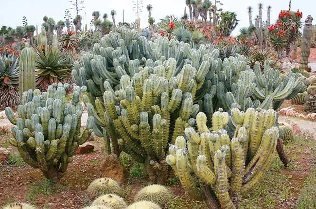 Blue Myrtle Cactus (Myrtillocactus geometrizans) 