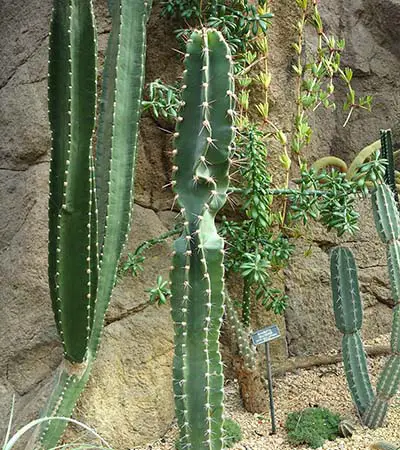 Baseball Bat Cactus (Neoraimondia Herzogiana) 