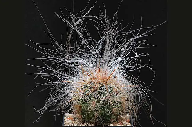 Old Man of the Andes (Oreocereus celsianus)