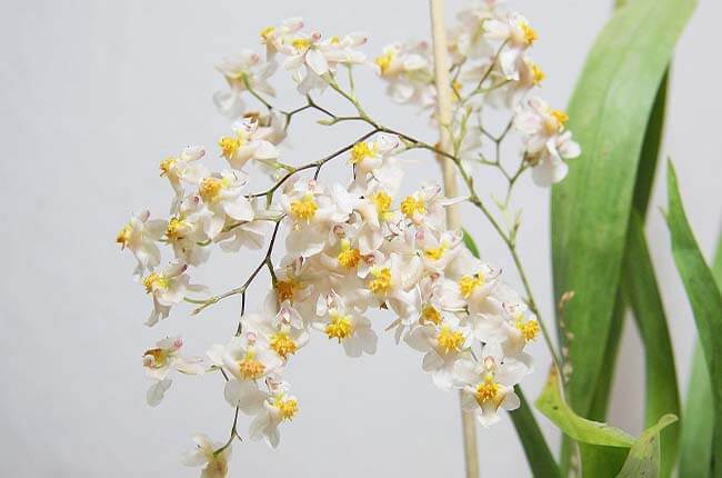 Dancing Lady Orchid (Oncidium Twinkle)