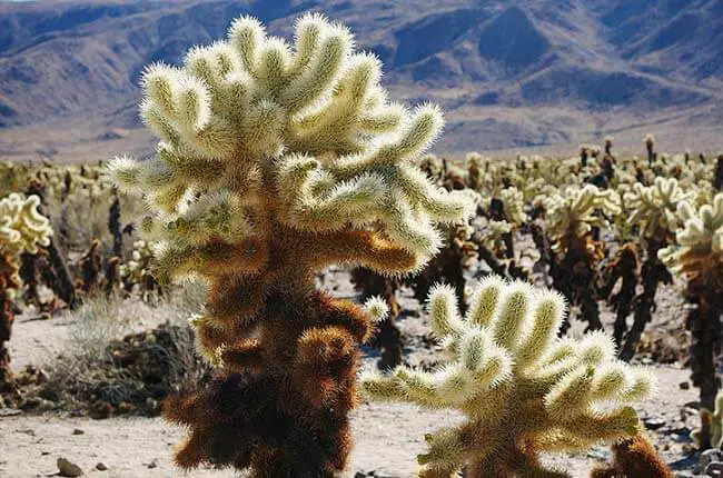 Teddy Bear Cholla (Cylindropuntia bigelovii) 