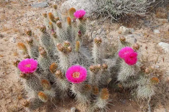 Grizzly Bear Prickly Pear (Opuntia polyacantha var. erinacea)