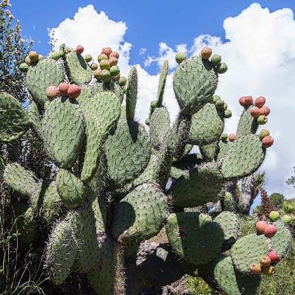 Prickly Pear Cactus (Opuntia spp.) 