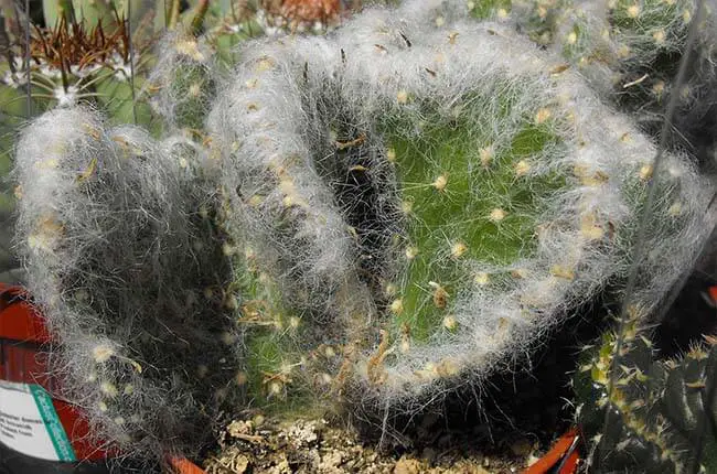 Old Man Opuntia (Opuntia vestita) 