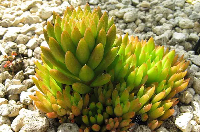 Rock pine (Orostachys japonica)