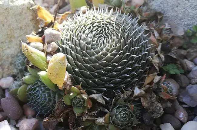 Spiny pennywort (Orostachys spinosa)