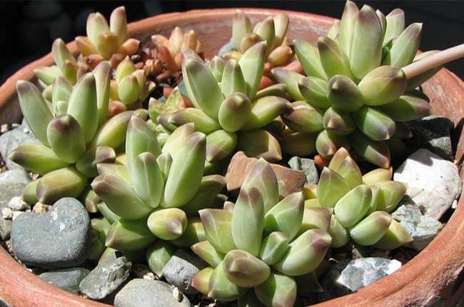 Little Jewel (Pachyphytum compactum)