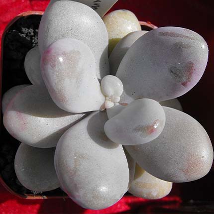 Pachyphytum oviferum