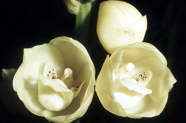 Holy Ghost Orchid (Peristeria elata) 