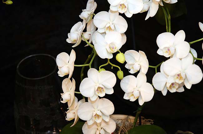 white orchid types