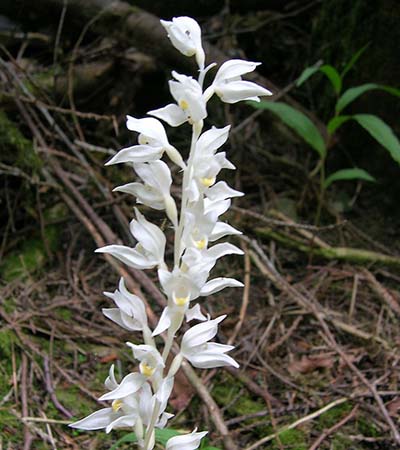 Phantom Orchid (Cephalanthera austiniae) 