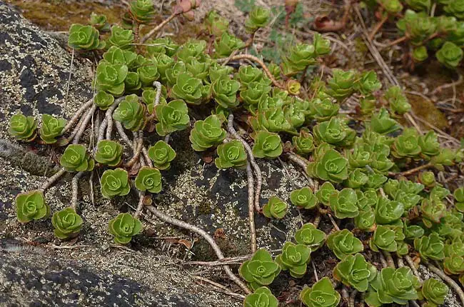 Sedum spurium