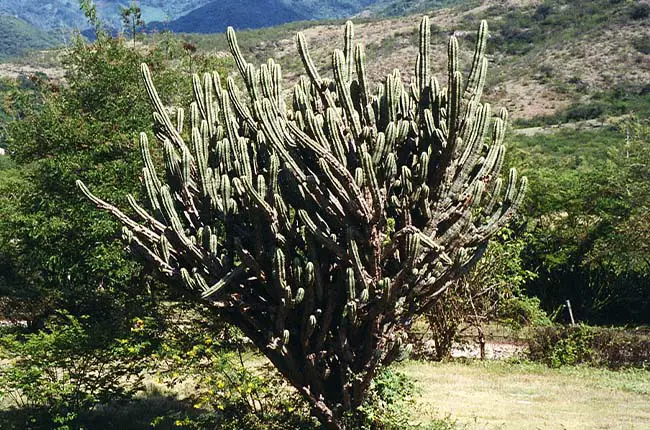 Key Tree Cactus (Pilosocereus robinii) 
