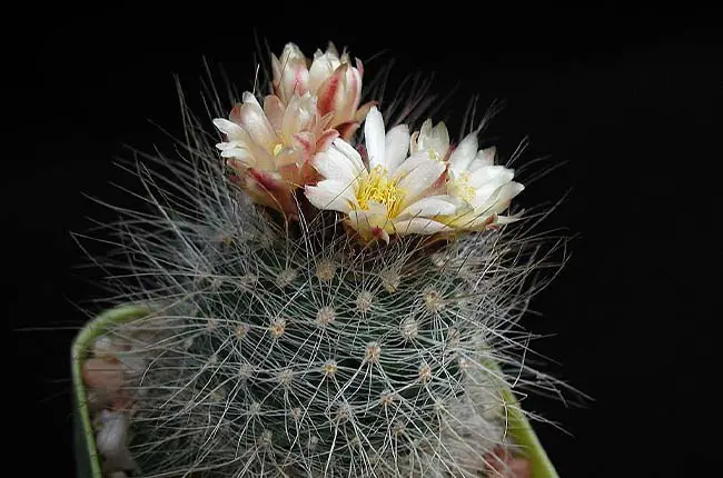 hairy cactus