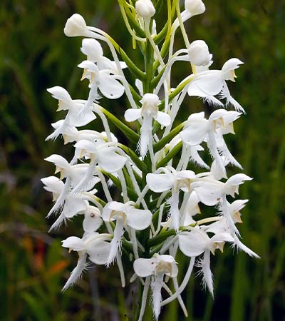 White Fringed Orchid (Platanthera blephariglottis)