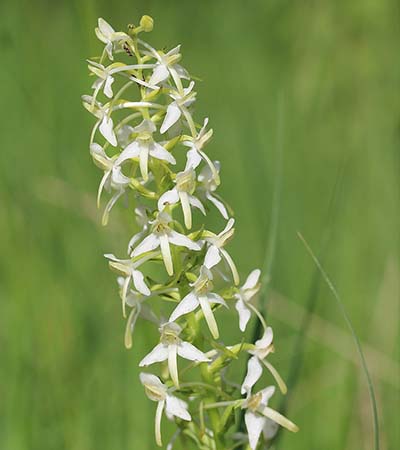Greater Butterfly Orchid (Platanthera chlorantha) 